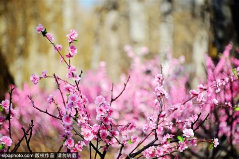 日桃花